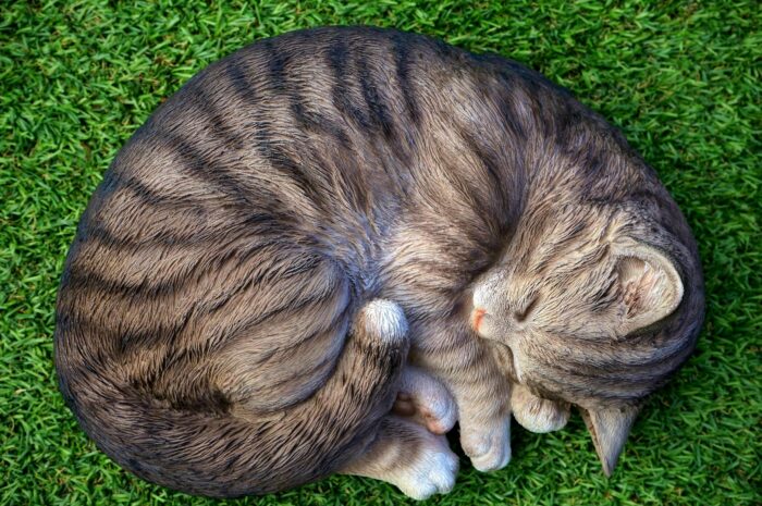 Is Pet Insurance Worth It? 7 Factors To Consider